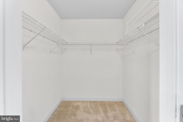 spacious closet featuring carpet floors