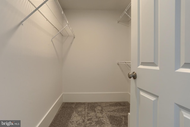 spacious closet with carpet flooring