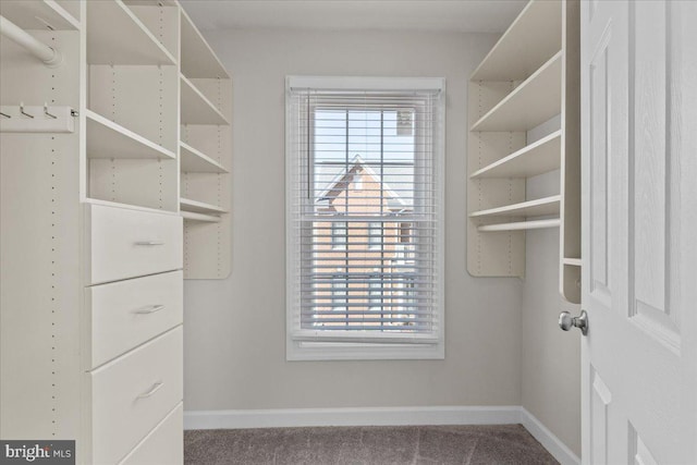 walk in closet with carpet flooring