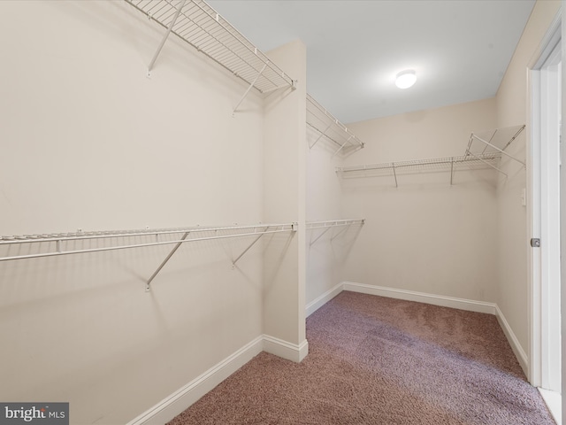 walk in closet featuring carpet