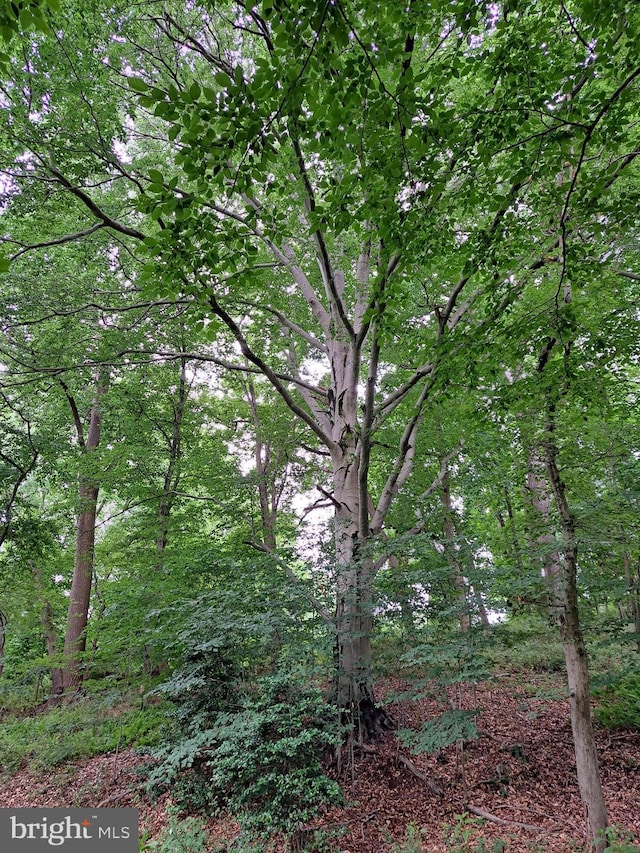 542 Auburn Rd, Landenberg, PA 19350 - view of wooded area