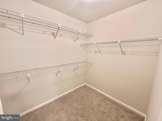 walk in closet featuring carpet