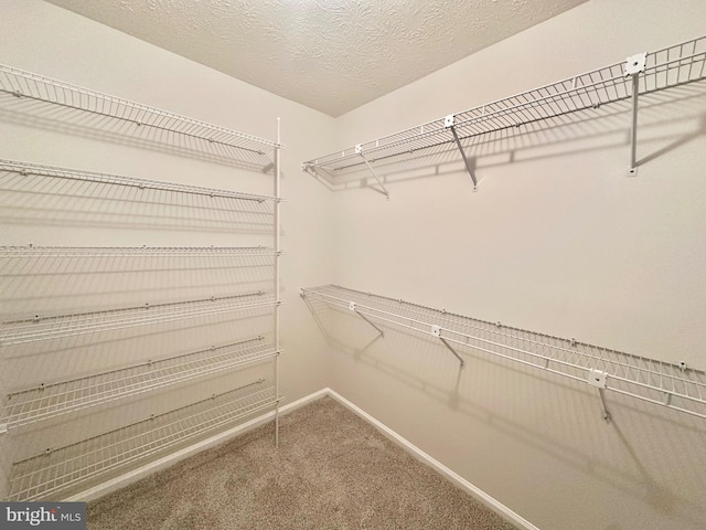 spacious closet with carpet floors