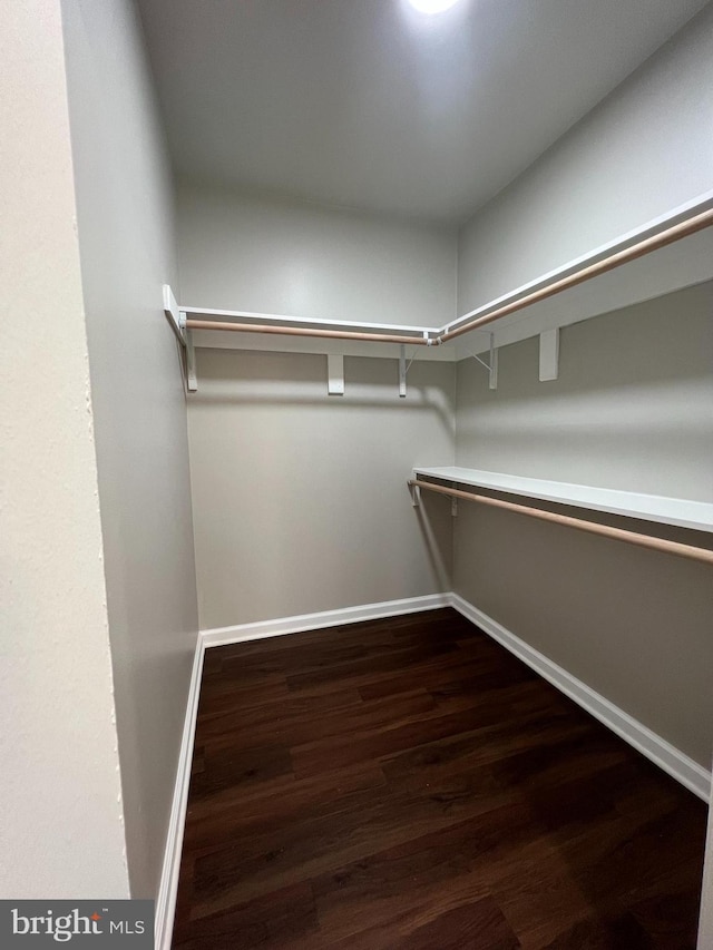 spacious closet featuring dark hardwood / wood-style flooring