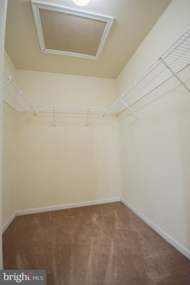 spacious closet featuring carpet