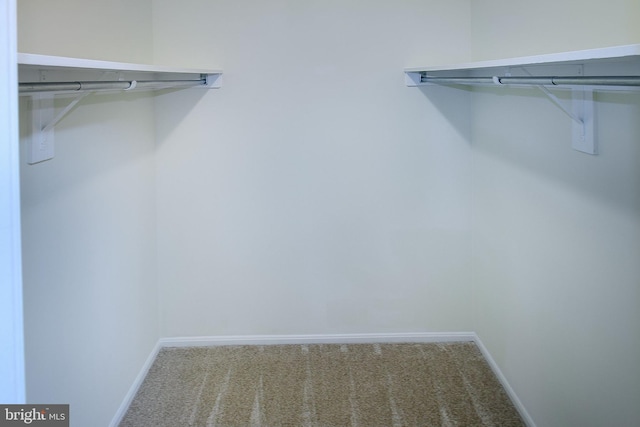 spacious closet featuring carpet floors