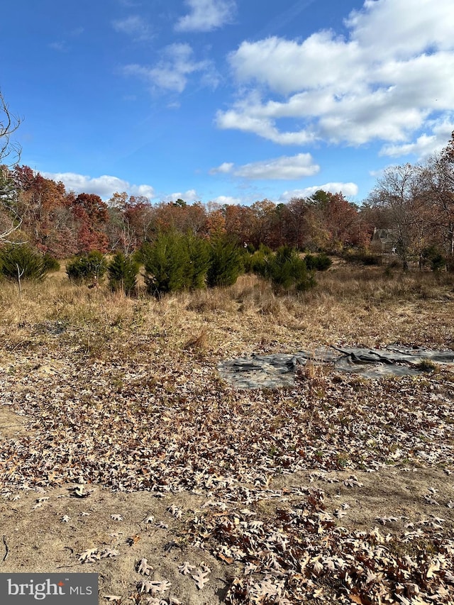 view of local wilderness