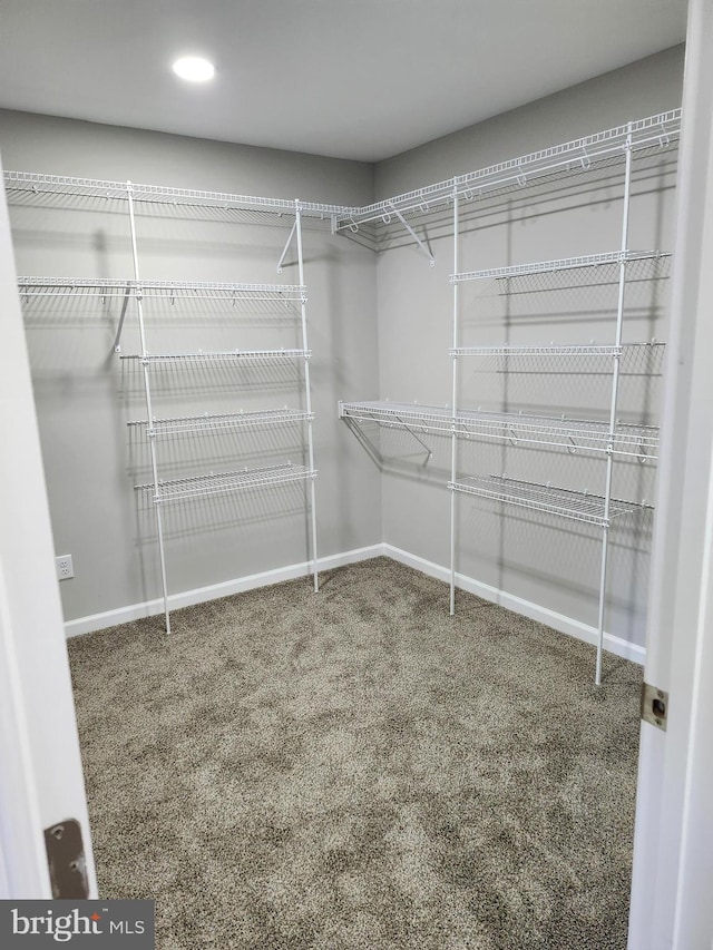 walk in closet with carpet floors