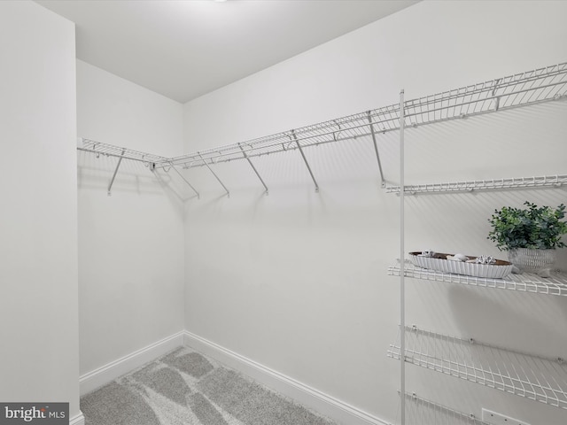 walk in closet featuring carpet floors