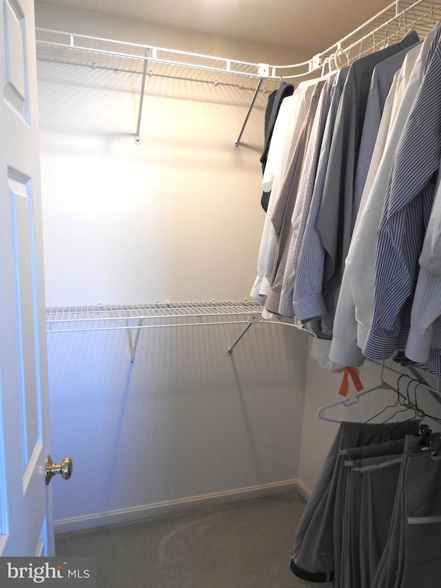 walk in closet with carpet floors