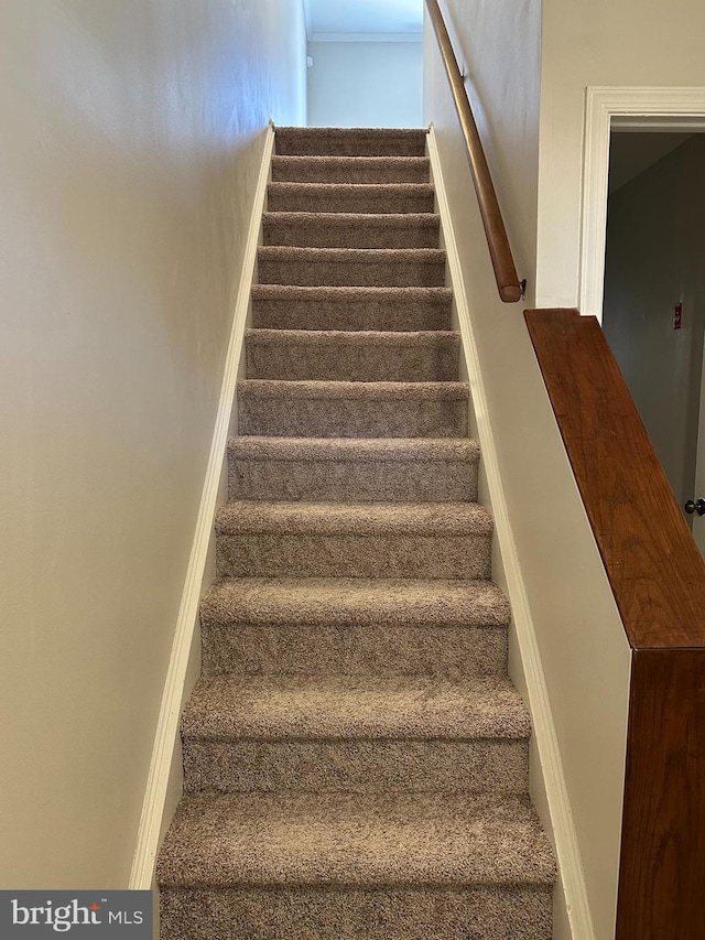 stairs with carpet flooring