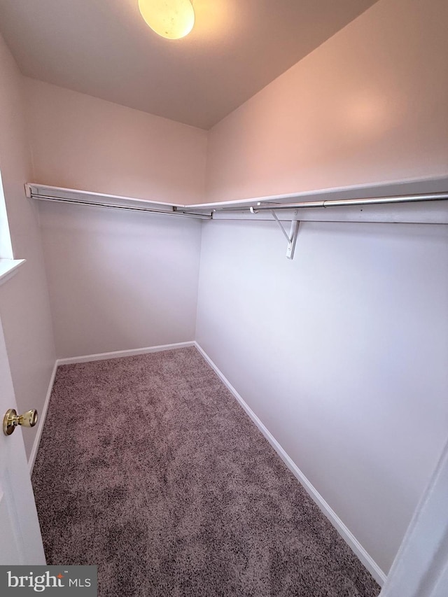 walk in closet featuring carpet floors