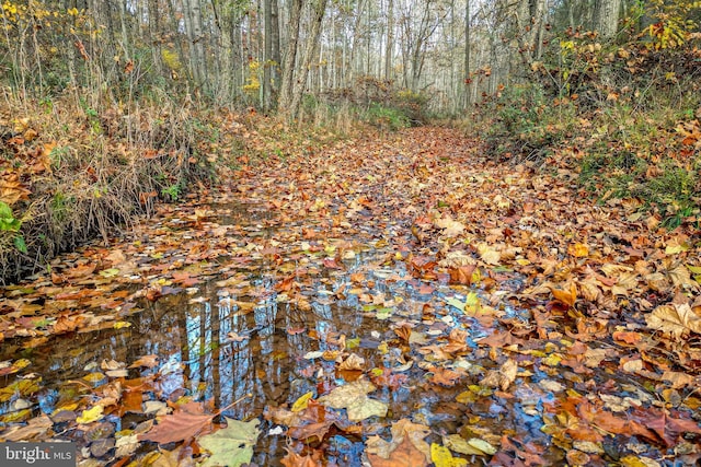 view of local wilderness