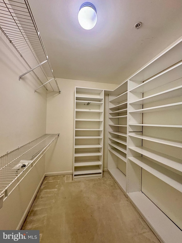 spacious closet featuring carpet flooring