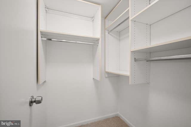 spacious closet featuring carpet flooring