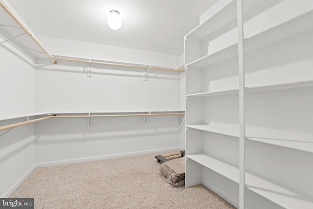 spacious closet featuring carpet floors