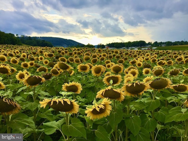 view of nature