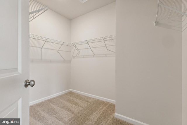 spacious closet with carpet flooring