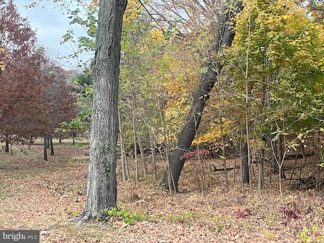 view of local wilderness