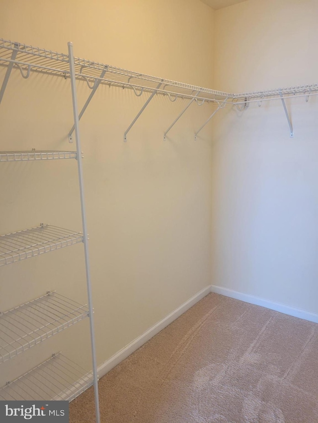 spacious closet with carpet flooring