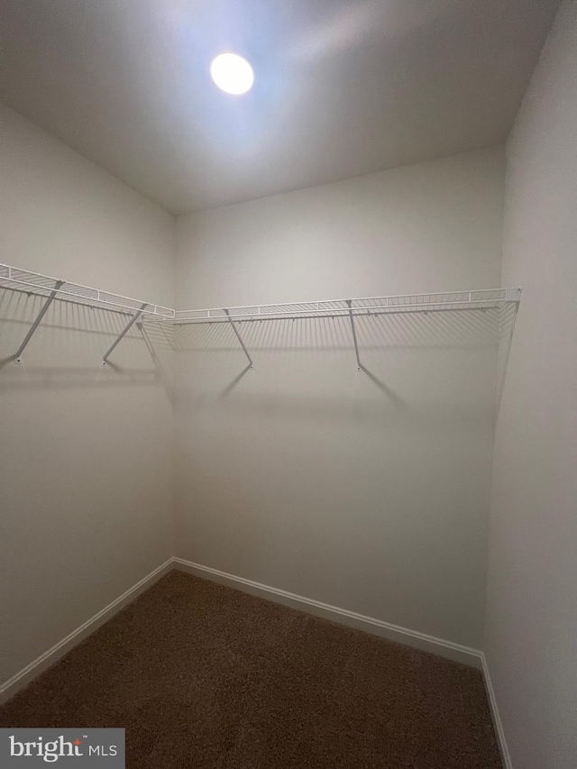 spacious closet with carpet