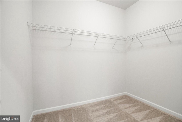 spacious closet with carpet