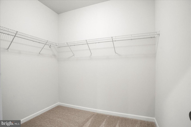 spacious closet featuring carpet floors