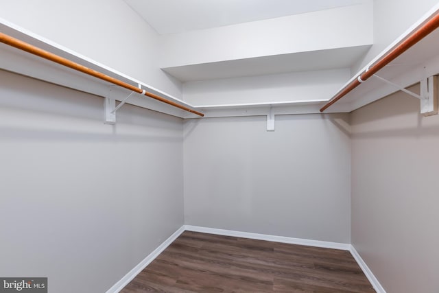 spacious closet with dark hardwood / wood-style flooring