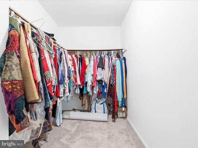 spacious closet featuring carpet