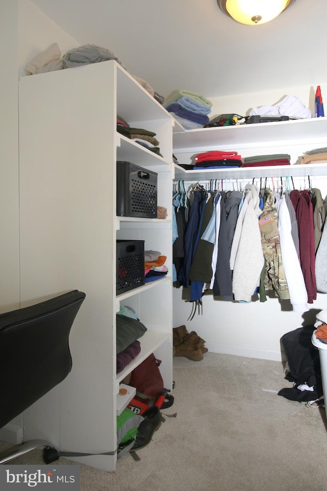 spacious closet featuring carpet