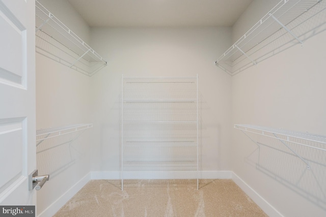 spacious closet featuring carpet flooring