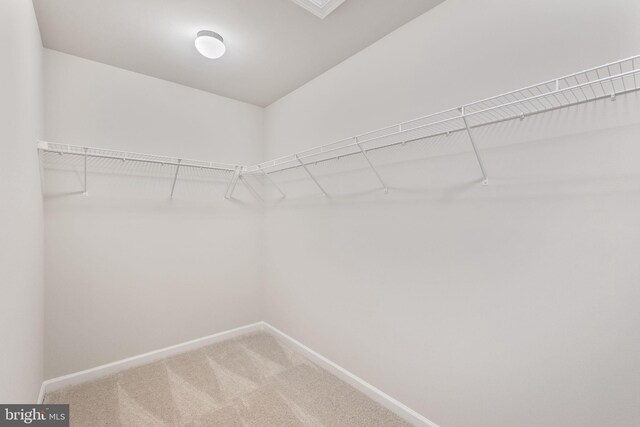 spacious closet with carpet floors