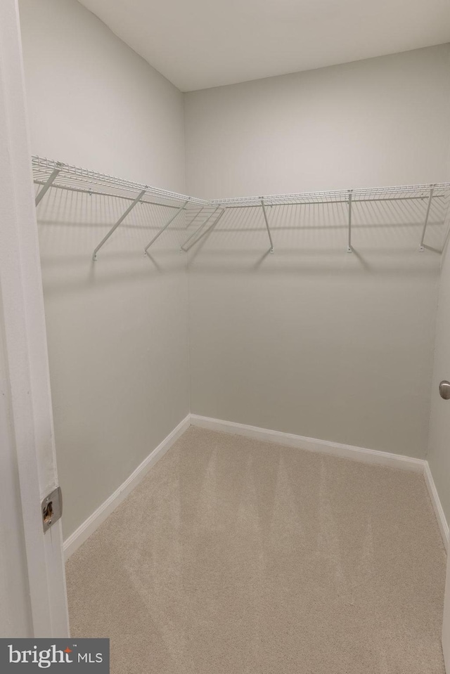 walk in closet featuring carpet