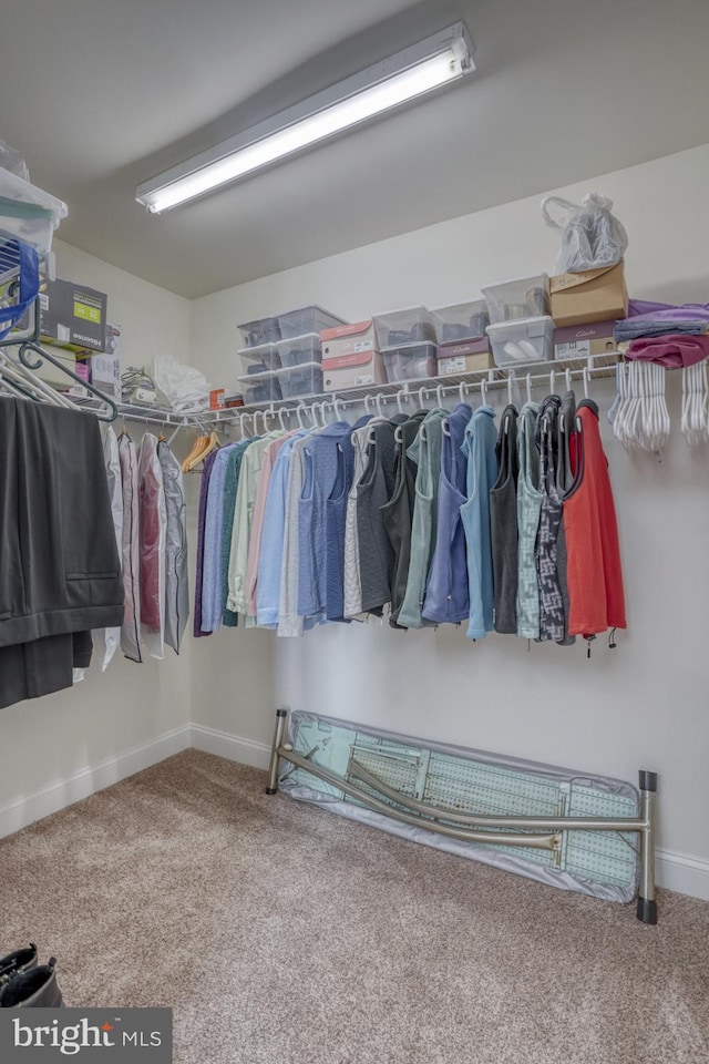 spacious closet featuring carpet floors