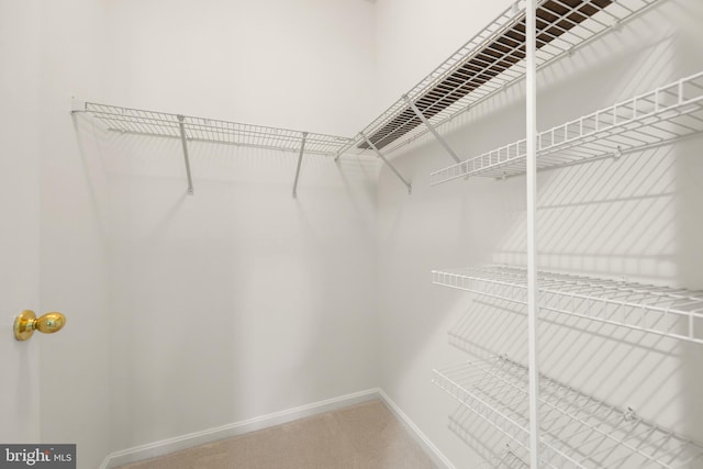 spacious closet featuring carpet flooring