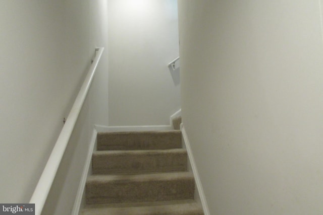 staircase featuring carpet floors