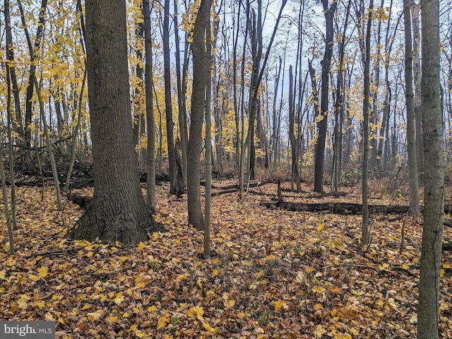 view of local wilderness