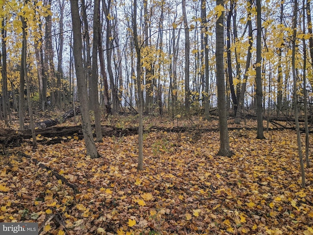 view of local wilderness