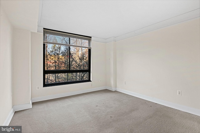 spare room featuring carpet flooring and crown molding