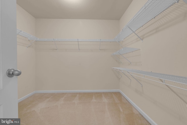 walk in closet featuring carpet flooring