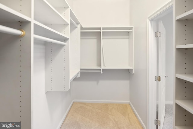 walk in closet featuring carpet flooring