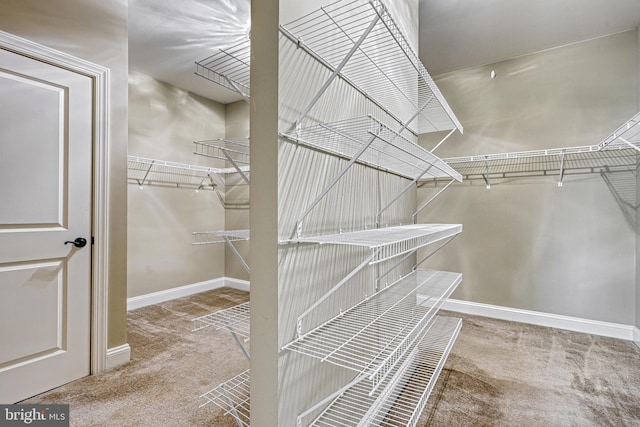 spacious closet featuring carpet