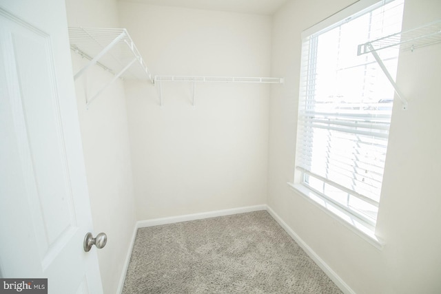 walk in closet with carpet