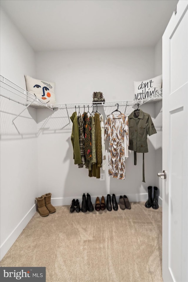 spacious closet featuring carpet flooring