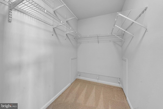 spacious closet featuring carpet floors