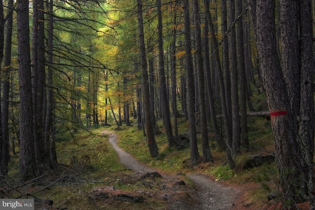 view of local wilderness with a forest view