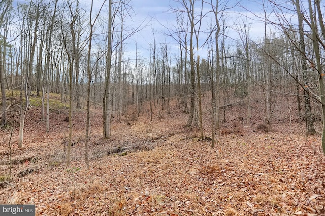 view of local wilderness