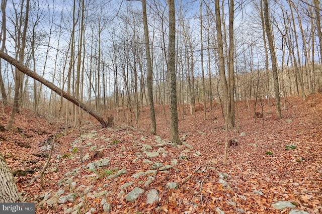 view of local wilderness