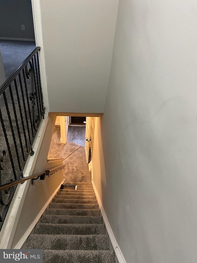 staircase featuring carpet floors