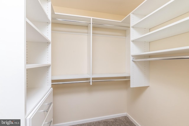 spacious closet featuring carpet